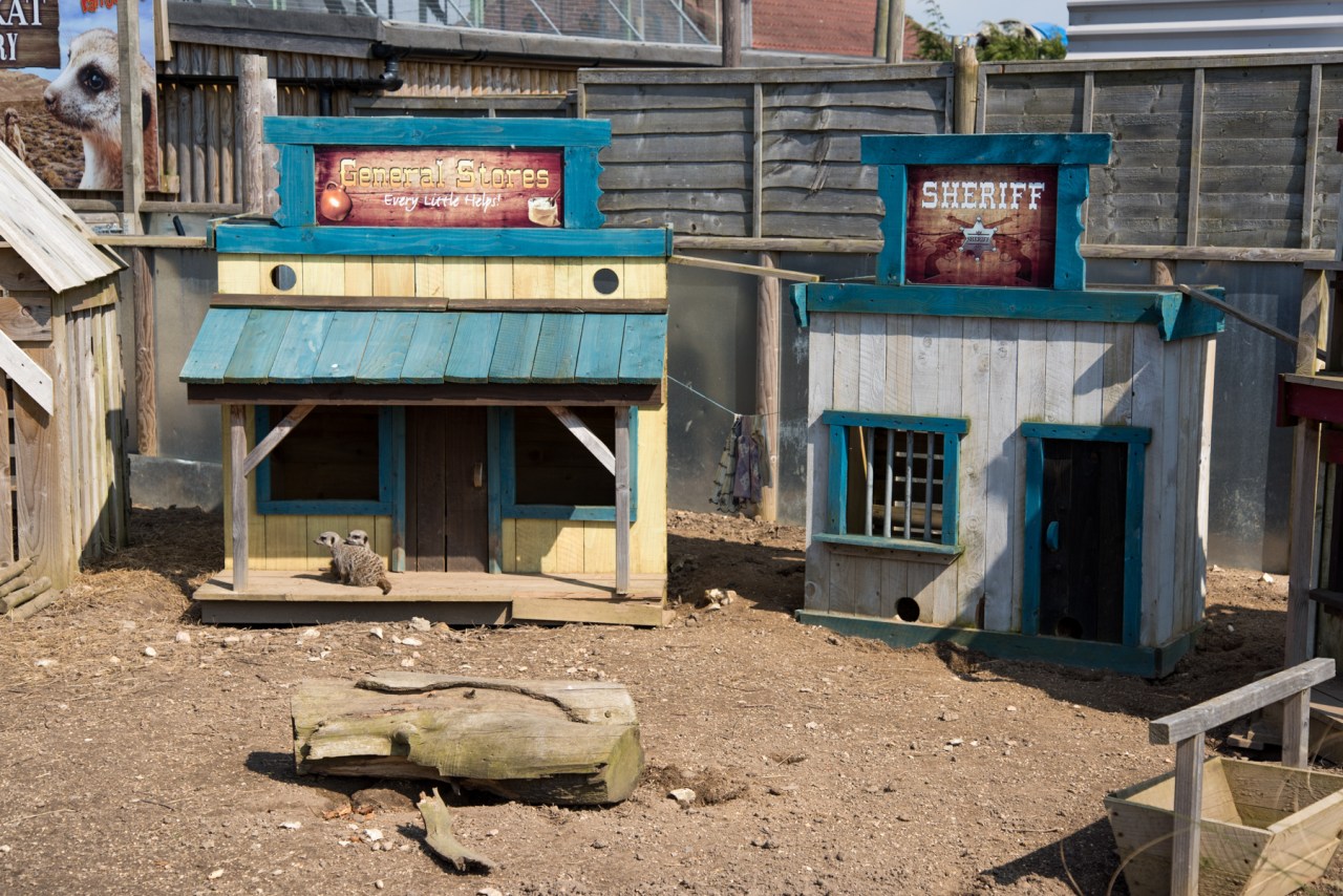 Meerkat Wild West - Friskney